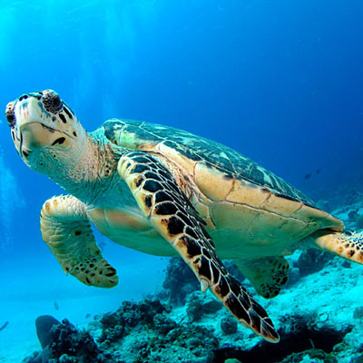 Similan Islands Anitas Reef