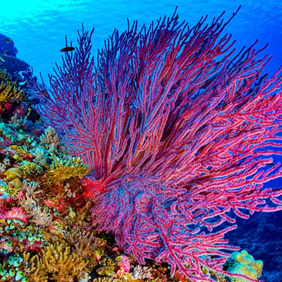 Similan Islands Est Of Eden
